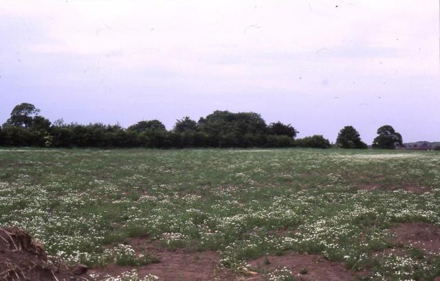 The field that became the new allotment site - 1986.  The Parchments Estate was built behind the hedge, which was replaced by a fence.